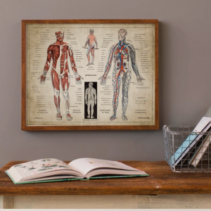 French Human Medical Anatomy Poster Wall Mount